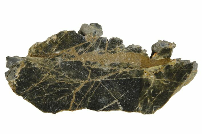Polished Linella Avis Stromatolite - Million Years #180016